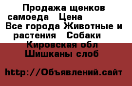 Продажа щенков самоеда › Цена ­ 40 000 - Все города Животные и растения » Собаки   . Кировская обл.,Шишканы слоб.